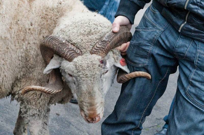 Значение праздника Курбан-байрам и поздравления с ним в стихах и картинках