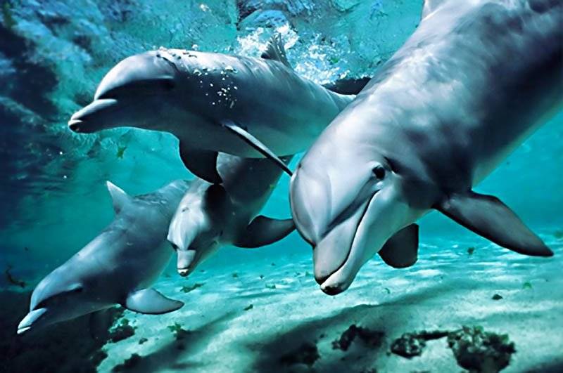 Всемирный день дельфинов и китов 23 июля направлен на защиту от уничтожения