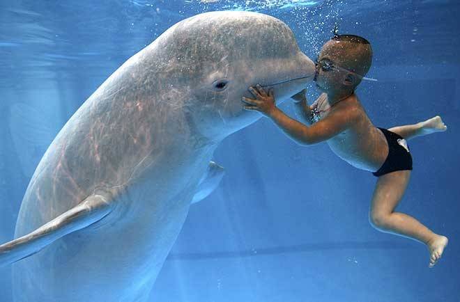 Всемирный день дельфинов и китов 23 июля направлен на защиту от уничтожения