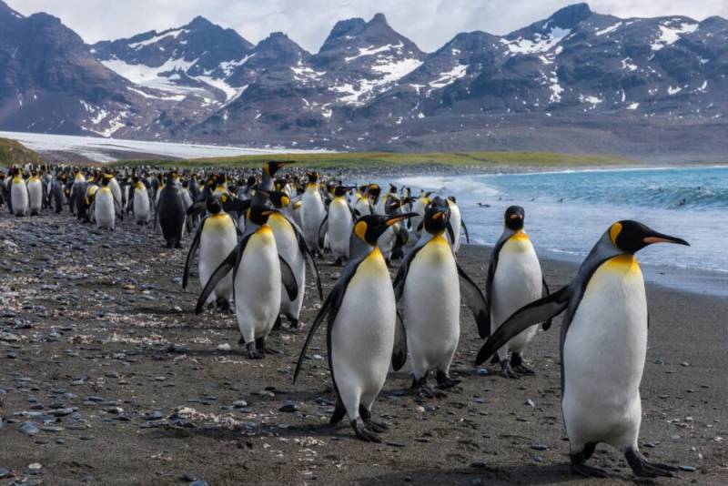Учёные бьют тревогу: загадочный вирус H5N1 уносит жизни животных в Антарктиде