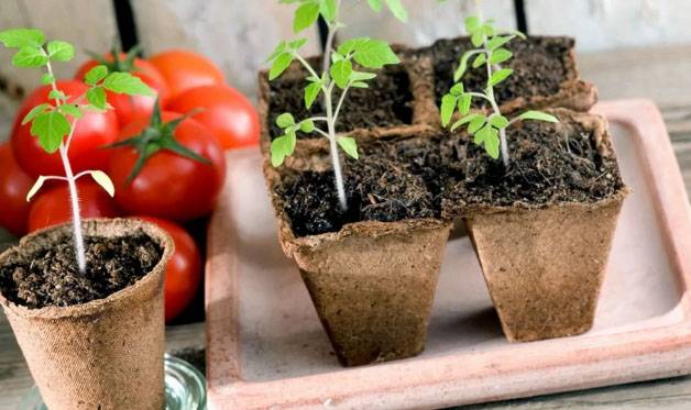 В какие сроки в Подмосковье в 2023 году следует высаживать семена томатов на рассаду
