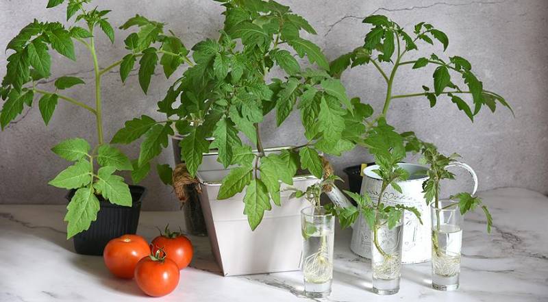 Закопайте и забудьте: как посадить помидоры под зиму