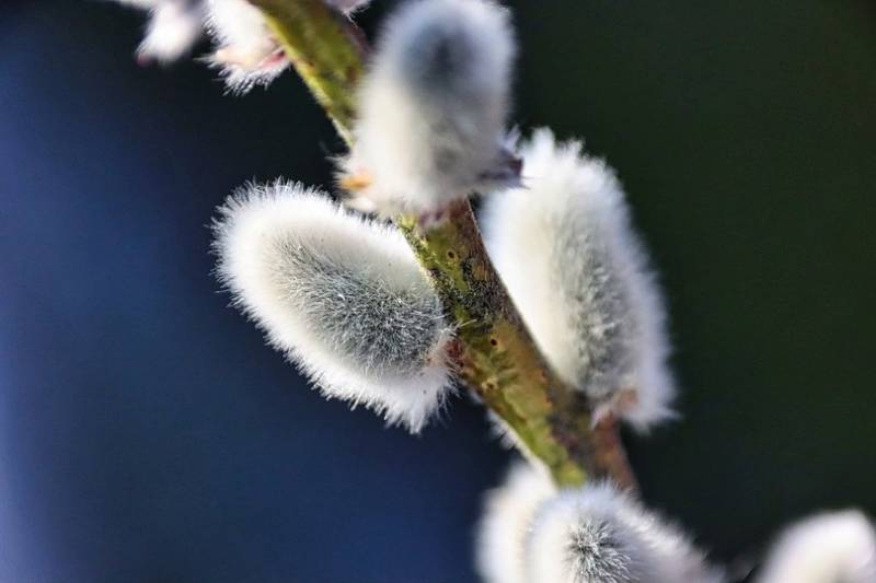 Когда Вербное воскресенье в 2026 году: узнайте точную дату и традиции праздника