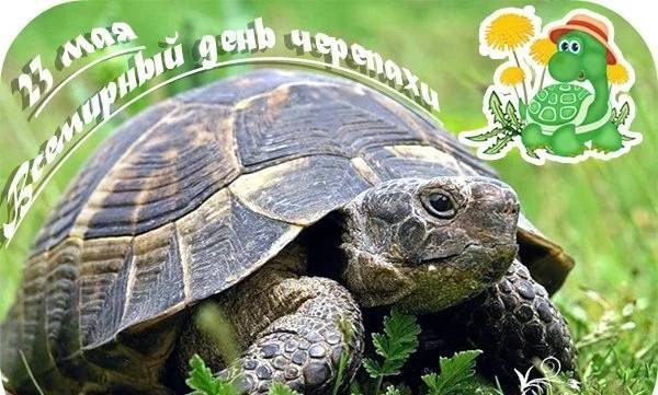 Всемирный день черепахи отмечают в Российской Федерации 23 мая 2023 года