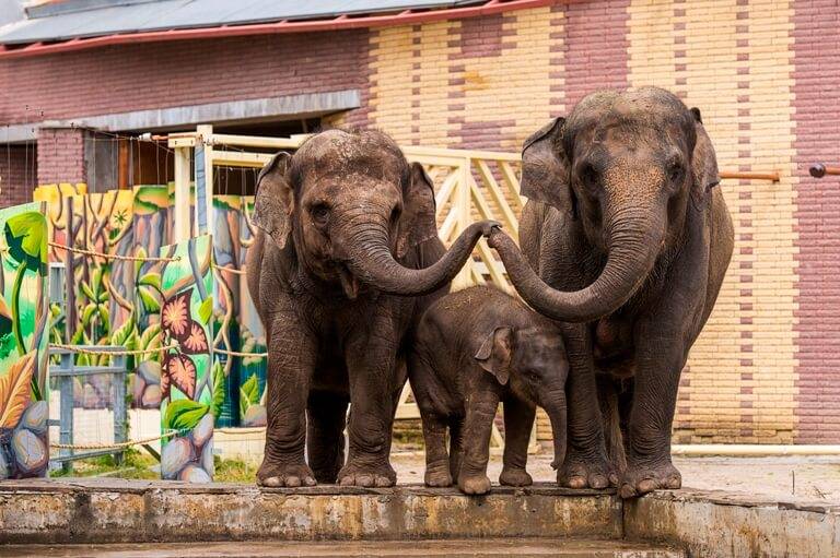 День защиты слонов в зоопарках отмечают по всему миру 20 июня 2023 года