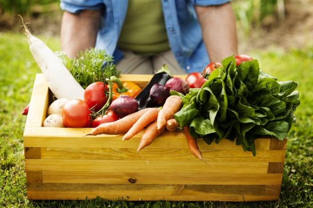 Чем и как правильно подкормить овощи на огороде в июле