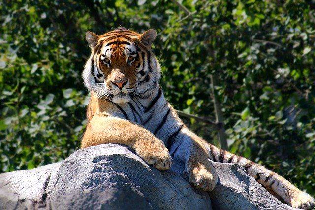 Международный День тигра отмечают 29 июля 2022 года