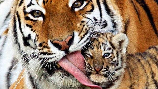 Международный День тигра отмечают 29 июля 2022 года