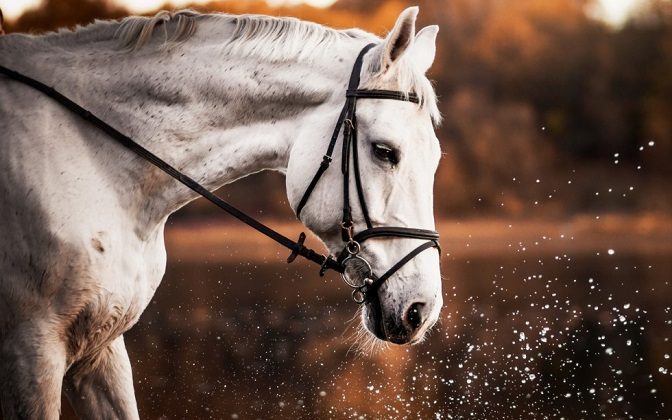 Приметы и поверья на 24 августа 2022 года поведают, почему раньше опасались белых коней