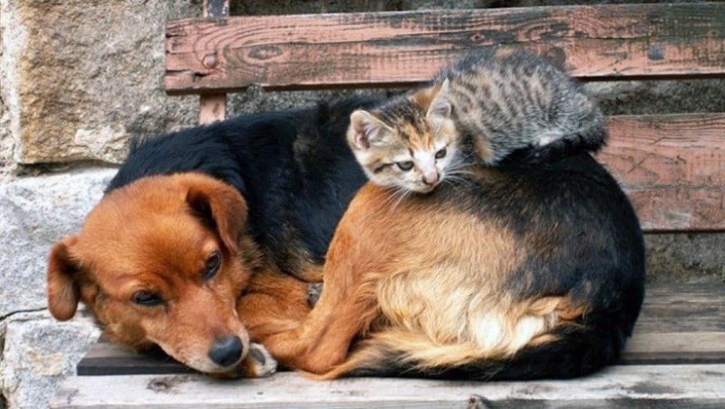 Во всем мире день 15 августа считается днем защиты бездомных животных