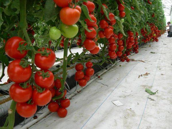 Особенности полива и ухода за дозревающими помидорами в августе