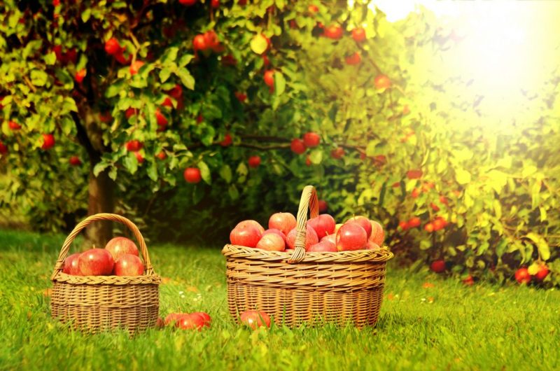 Почему на Преображение Господне в храмах освящают яблоки и другие фрукты