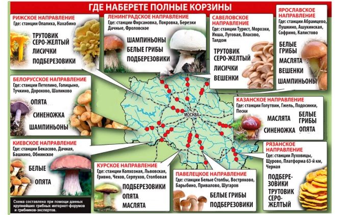Карта грибных мест Подмосковья, где в октябре 2022 года можно собрать хороший урожай даров природы