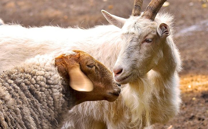 Поверья и приметы на 15 сентября 2023 года связаны со старинным праздником Мамонт-овчарник