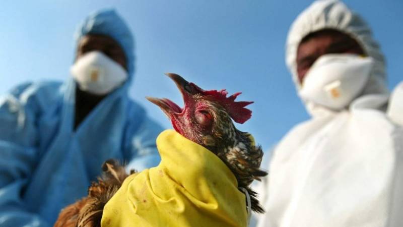 Опасность заражения: Птичий грипп — смертельный вирус-мутант, способный передаться на человека
