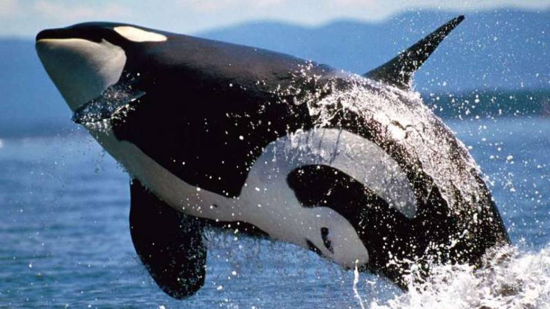Всемирный День китов и дельфинов отмечают и в России 23 июля 2022 года