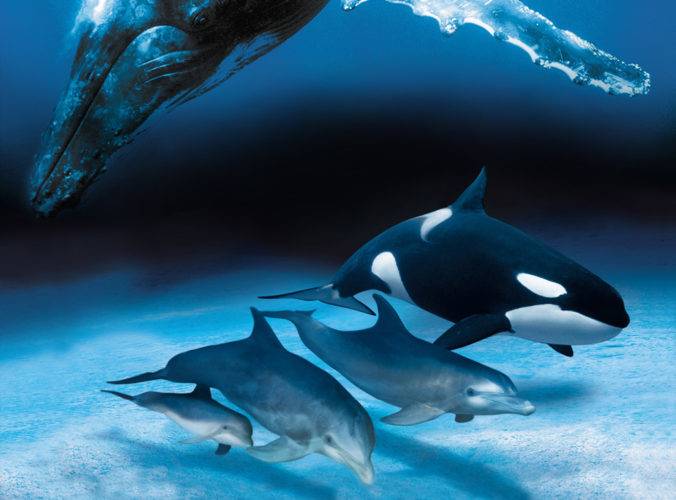 Всемирный неофициальный праздник День дельфинов отмечают 23 июля 2022 года
