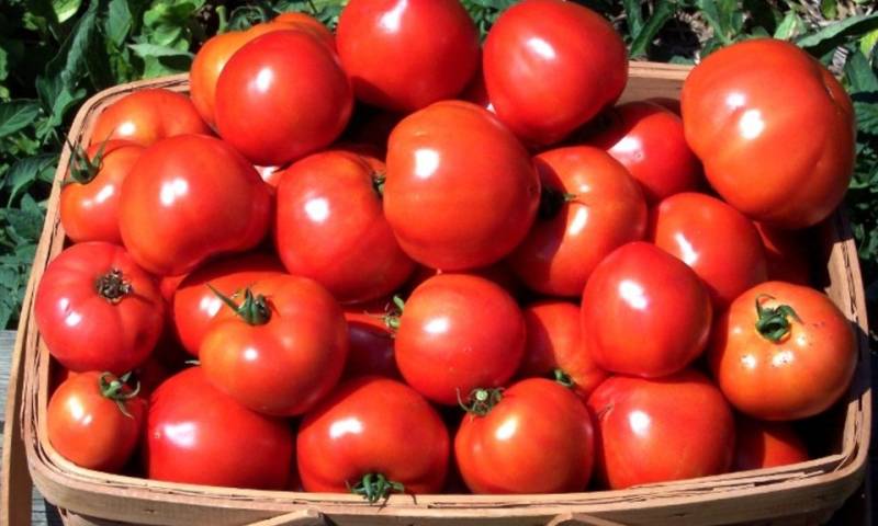 Как просто вырастить сладкие помидоры в дачном сезоне 2022