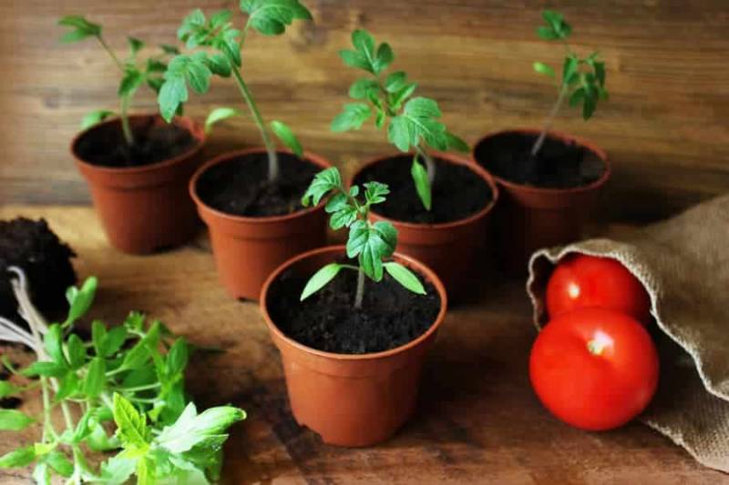 Как формировать и пасынковать томаты в июне, главные правила