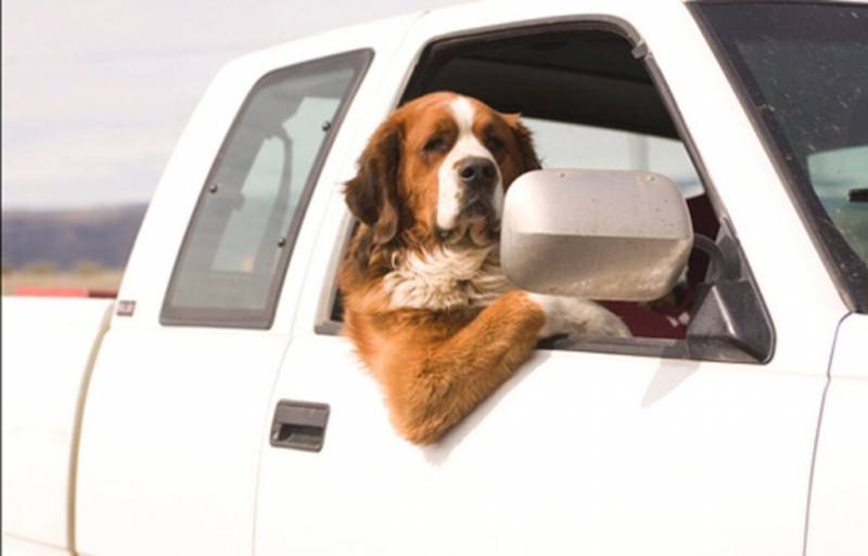 Можно ли перевозить собаку в машине в России