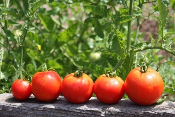 Как ускорить созревание помидоров дачникам-огородникам в августе 2022 года