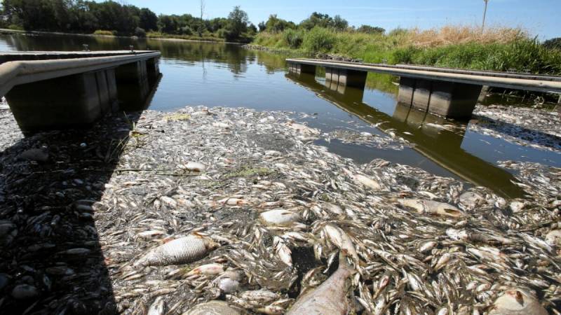 На границе Германии и Польши в реке Одер зафиксирована массовая гибель рыбы
