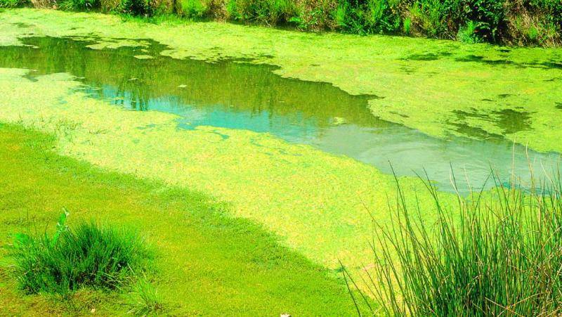 Опасно ли купание в водоеме, когда оно цветет 