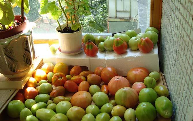 Простые способы помогут в дозревании зеленых помидоров дома