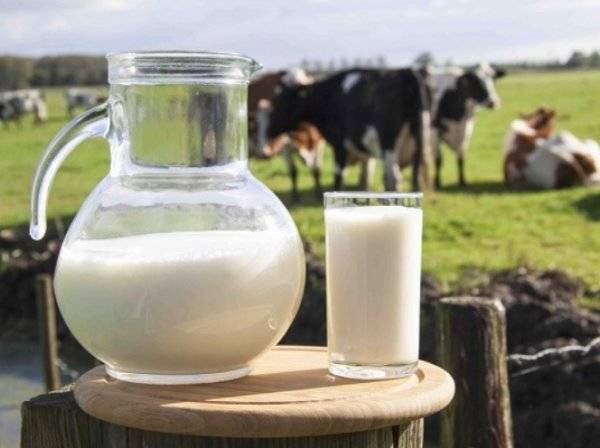 Свежесть деревенского молока можно продлить благодаря некоторым хитростям 