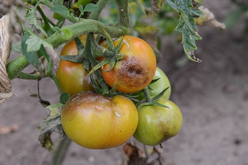 ТОП эффективных рецептов, которые помогут в борьбе с фитофторой на помидорах