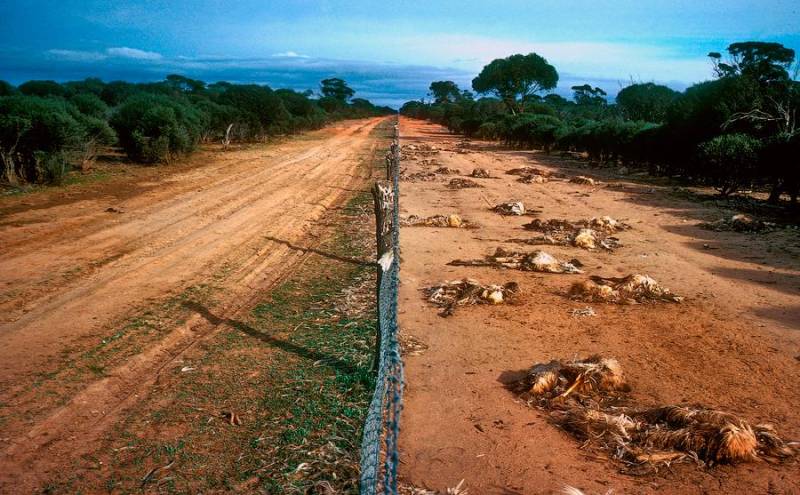 Почему простым смертным закрыт проход за Забор Австралии