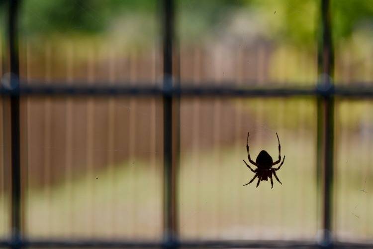 Почему на самом деле нельзя убивать пауков в доме