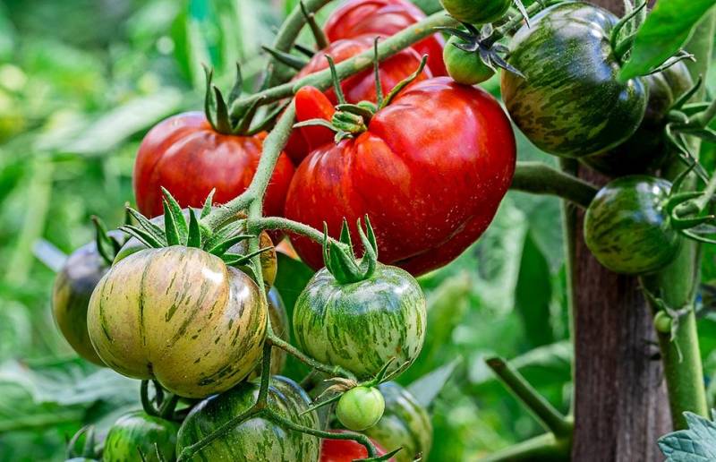 Когда сажать помидоры в апреле и мае 2023 года дачнику: благоприятные и неблагоприятные даты