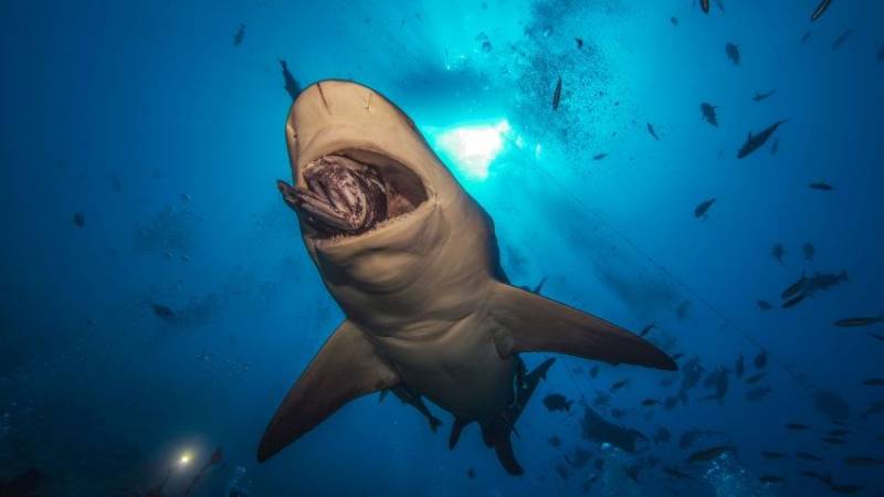 Безопасность на курортах Египта: существует ли реальная угроза после нападения акулы на туристку?