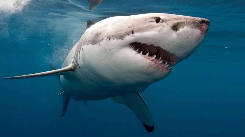 Безопасность на курортах Египта: существует ли реальная угроза после нападения акулы на туристку?