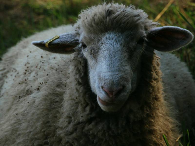 Где пожертвовать барана или овцу в Курбан-байрам 2023 года: площадки и рекомендации по выбору жертвы в Новосибирске и Москве