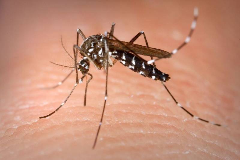 Эбола, ВИЧ и гепатит В: в МО РФ сообщили о попытке Пентагона вывести насекомых-переносчиков опасных болезней