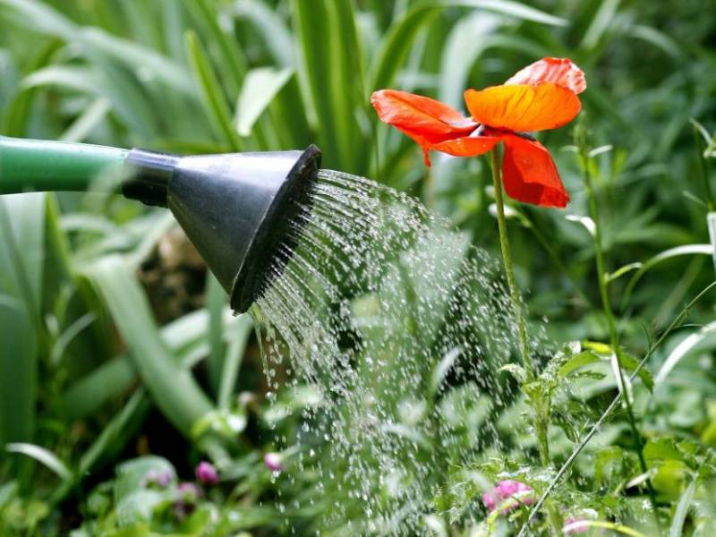 Пять полезных советов, которые помогут сэкономить воду на даче