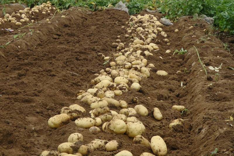 Оптимальное время для сбора первого урожая молодой картошки в июле и августе 2023 года: советы лунного календаря