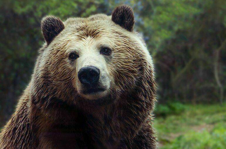 Отравились мясом медведя: что за страшную болезнь обнаружили у россиян