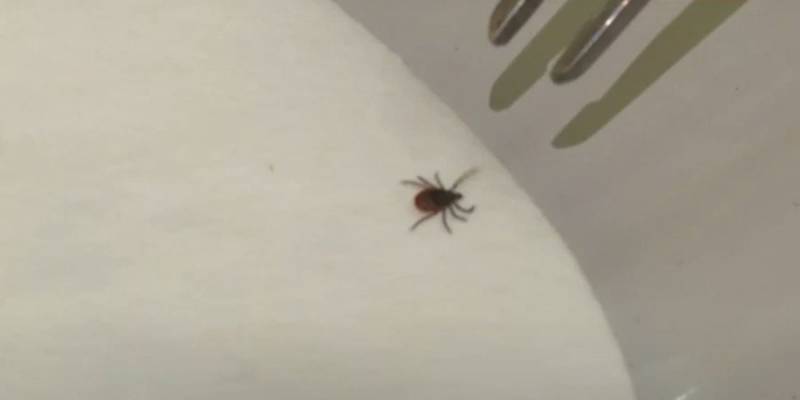 Трагическая потеря: 17-летний чемпион России по бенди скончался от последствий укуса клеща