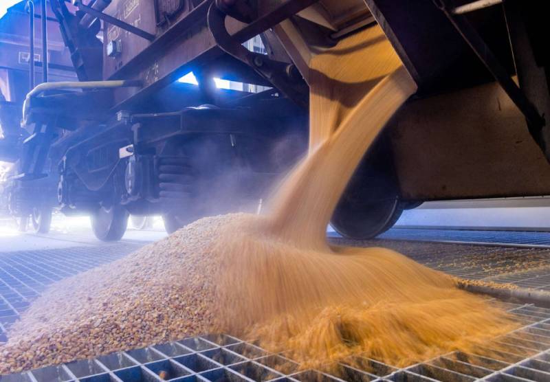 Египет отказался от покупки пшеницы из РФ, — Bloomberg