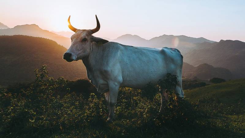 Впервые в истории: ученые Китая клонировали тибетских коров