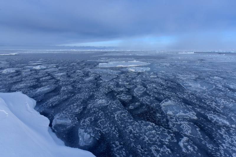 Учёные бьют тревогу: вымирание в Северном Ледовитом океане и его последствия