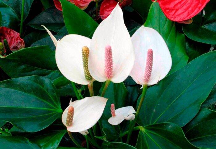 Спатифиллуме